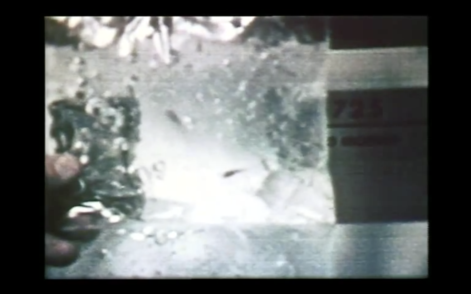 First Fish In Space เราได้อะไรจากการส่งปลาไปว่ายน้ำในอวกาศ