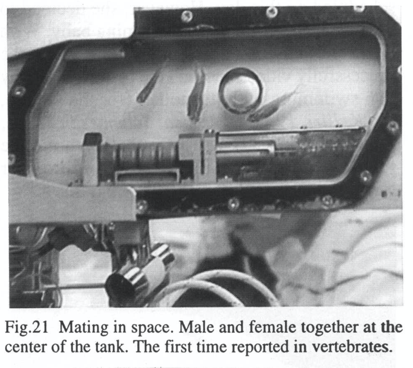 First Fish In Space เราได้อะไรจากการส่งปลาไปว่ายน้ำในอวกาศ