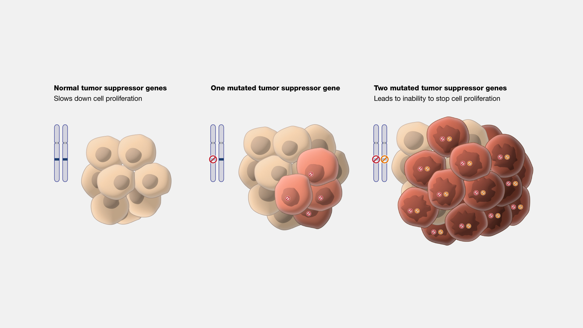 Tumor Suppressor And Oncogenes